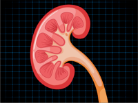 Diagnostics-IND-Spg-Renal